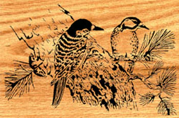 Nuthatch Project Pattern